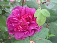 IMG_2627.jpg