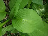 hosta1a.webp