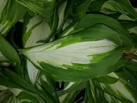 hosta2a.webp