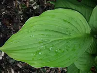 hosta3a.webp