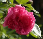 Coral Dawn 140507.webp