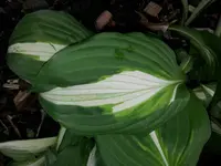 hosta4a.webp