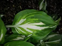 hosta5a.webp