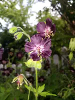 strochschnabel blüte.webp