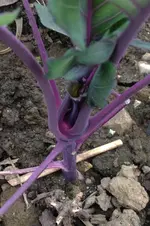 KOhlrabi.webp