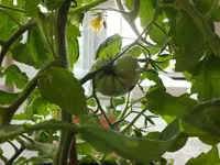 gross_frucht.webp