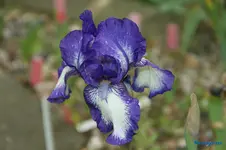 Arktic Fancy 30cm.webp