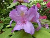CIMG7514.webp