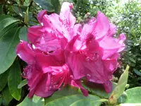 CIMG7516.webp