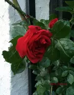 G_Blume_erste_rote Rose__07.05.2014_mr.ditschy.webp