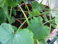 Zucchini 8.webp