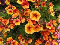 209.webp