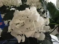 Bild 158.webp