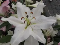 Bild 274.webp