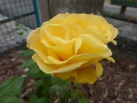 P1070457.webp