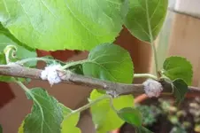 Ungeziefer Apfelbaum2.webp