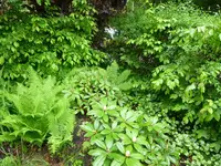 P1000431.webp