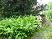 P1000432.webp