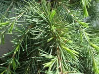 SAM_3869.webp