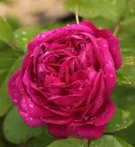 Rose de Resht 140508.webp