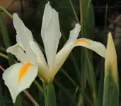 Iris Hollandica.webp