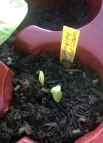 Wassermelone SweetSibirian.webp
