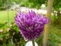P1120711.webp