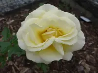 P1070666.webp