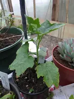 P1070617.webp