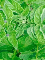 ersten knospen.webp