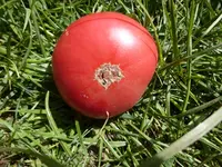 RH-18-4-2014-2.webp