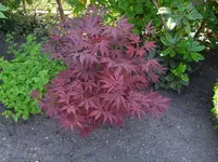 SDC10710.webp