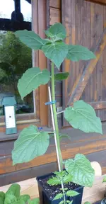 Physalis-3_5_14.webp