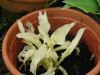 white feather_1024x768.webp