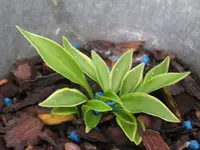 little devil_1024x768.webp