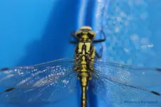 comp_DSC01255.webp