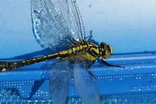comp_DSC01258.webp