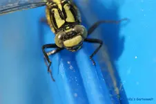 comp_DSC01259.webp