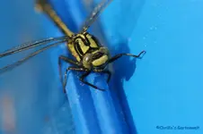 comp_DSC01261.webp