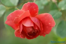 comp_DSC01262.webp