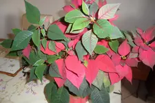 SAM_2120.webp
