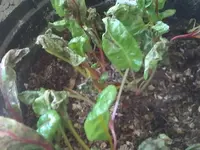 damla 052.webp