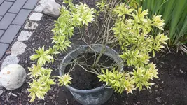20140509_154242[1].webp