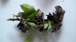 DSC00209.webp