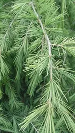 006.webp
