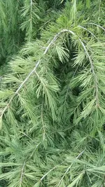 005.webp