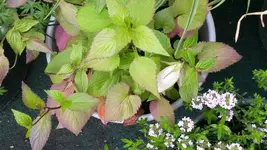 weisse gepunktete glockenblume.webp