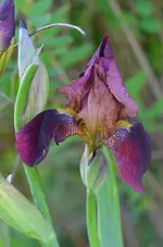 DSC_0008.webp