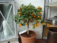 DSC00656.webp DSC00656.webp