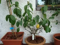 DSC00657.webp DSC00657.webp